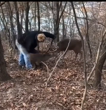 hombre separa a dos ciervos de cola blanca con ayuda de una radial
