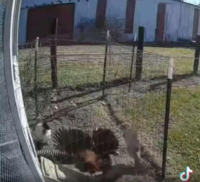 pelea de un gallo contra un aves rapaz en un gallinero atacando a la gallina