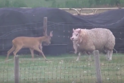 pelea entre una oveja atada y un corzo joven con cuernos
