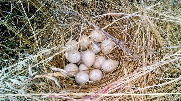 nido de perdiz roja con huevos en el suelo hecho con paja