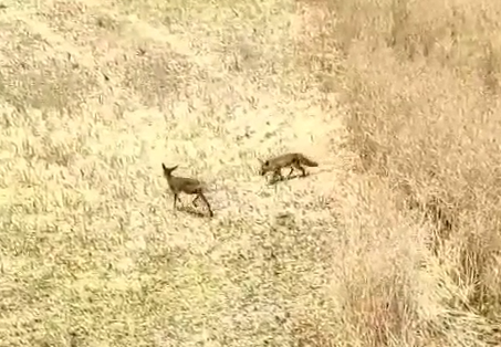 una cria de corzo (corcino) es cazado por un zorro en una tierra de ceral
