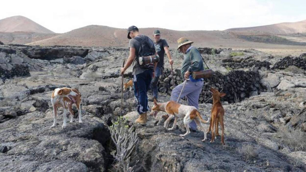 dos cazadores canarios con sus perros podencos y con sus hurones en las espaldas buscan conejos en la tierra volcanica.