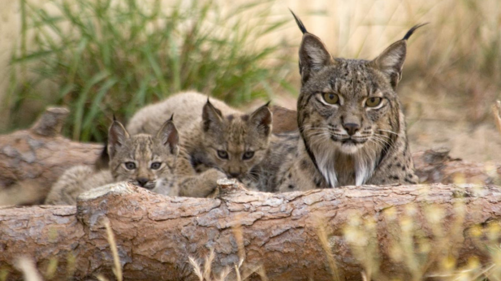 Hembra de Lince tumbada junto a su dos cachorros