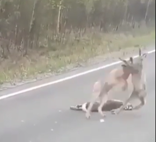 Dos machos de liebre se pelean con entre si por una hembra de liebre muerta en la carretera despues de ser atropellada por un coche.
